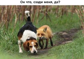  Картинки со смешными подписями