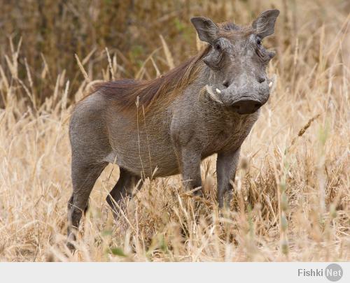 Phacochoerus Фунтик в печали от твоего плагиата