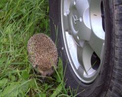 да их даже искать не надо, сами находят туристов и проводят ревизию лагеря и транспорта :о)