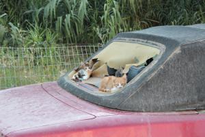 Вот как раз там- Греция, Крит, именно дикие. Лично был на крите и убедился в этом. Они не несчастные и встретить их можно везде, даже в горах, за 10 километров от ближайшего жилья. Вполне способны о себе позаботиться и без помощи человека, конечно вблизи к помойкам и людям им жить проще, но не все кошаки так делают. Вот эти котята например вполне хорошо живут в заброшенном авто в нетуристических трущёбах Ретимно. Вот им да, помошь требуется. Мамка их ушла искать еду, но вот воды она им принести точно не сможет. А вблизи воду котятам самостоятельно найти негде. Мы сами им налили миску и дальше поехали. Когда отъезжали, котята, а их там 5 штук жило, уже вылезли и с упоением лакали воду.. И это был единственный случай когда было очевидно что этим котятам без помощи человека будет сложно, у остальных кошачьих проблем с жизнью я не увидел- вполне счастливы и довольны жизнью. Особенно портовые. Мы жили в Бали, такая небольшая туристическая деревушка с пристанью, где ежедневно разгружаются небольшие рыбацкие трейлеры, местные кошаки там постоянно свежую рыбку тырят, а потом ещё проходятся по ресторанчикам..