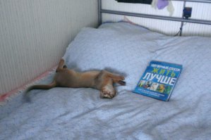 Коты, познавшие науку сна