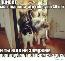 может лучше кошек завести?)