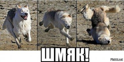 Эпичное падение тигра на спину в результате неудачной попытки поймать птицу