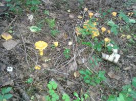 Солидарна с Вами!С картошечкой самое то!У нас уже пошли,но в дождик как то не улыбает в лес ехать,ждём первого солнечного денька!