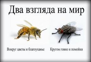 Погладь кота