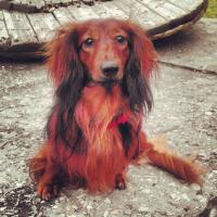 Здесь не хватает такс)