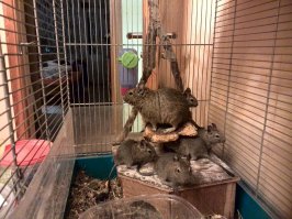 ага, заведешь такого грызуна дома, а он как начнет плодицца, знакомых не хватит-раздавать молодежь:))