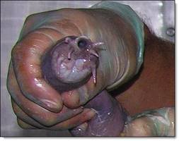 автор! попробуй этот пакетик в теплом месте пару неделек выдержи:)