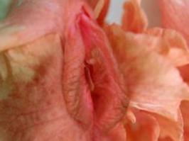 Цветы, которые выглядят, как нечто иное.