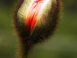 Цветы, которые выглядят, как нечто иное.