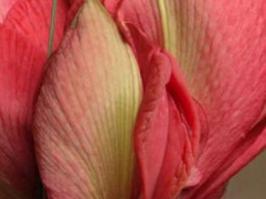 Цветы, которые выглядят, как нечто иное.