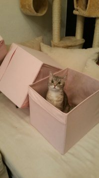 А вот принцесса, у дочки моей живет. Очень прикольная :)