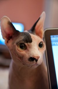 Неожиданно из-за дерева показалась чья-то морда