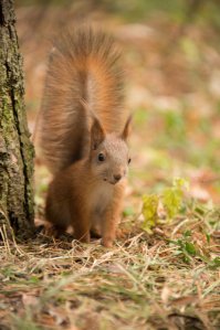 Неожиданно из-за дерева показалась чья-то морда