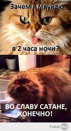 Кото-пост