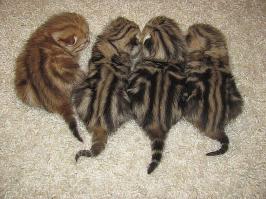 Конкурс фотографий дикой природы 2014