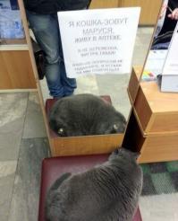 Коты в шоке