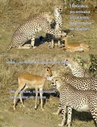 Необычная история о львице и беременной оленихе