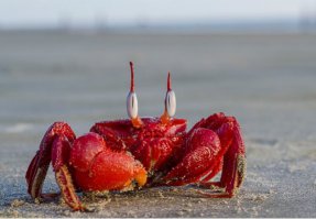 красти краб