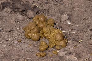 Домашний питомец Арни