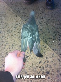 Следуй за мной