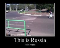 Нестандартные креативные зебры со всего света
