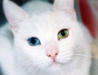 Обычно белые с жёлтым и голубым глазом.