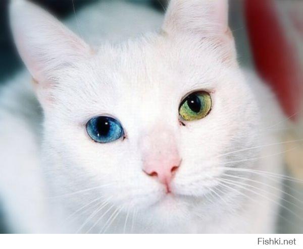 Обычно белые с жёлтым и голубым глазом.