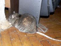 Кстати, про грызучие способности крыс...