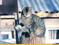 Забыли сибирского шавкодава.