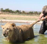 Хроника побегов животных из Московского зоопарка