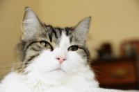 Ха-ха-ха, Фишки...