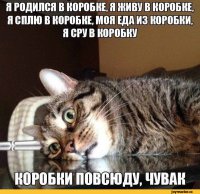 За что коты любят пиццу  