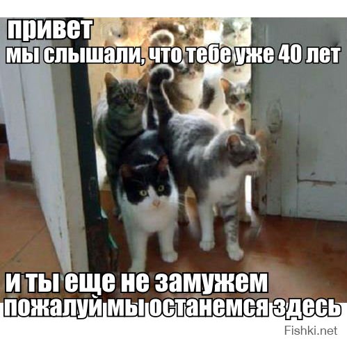 Замуж за кота