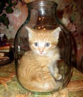 Удивительные приключения трехлитрового кота