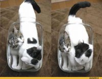 Удивительные приключения трехлитрового кота