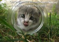Удивительные приключения трехлитрового кота