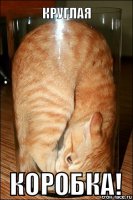 Удивительные приключения трехлитрового кота