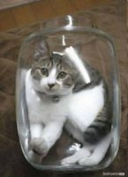 Удивительные приключения трехлитрового кота