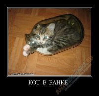 Удивительные приключения трехлитрового кота