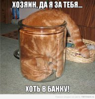 Удивительные приключения трехлитрового кота