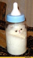 Удивительные приключения трехлитрового кота