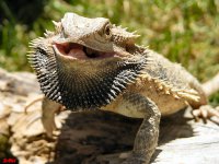 Пантеровые хамелеоны — самые фотогеничные рептилии на Земле