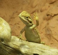 Пантеровые хамелеоны — самые фотогеничные рептилии на Земле