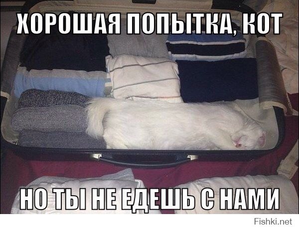 18 мест, где ты не стал бы искать своего кота
