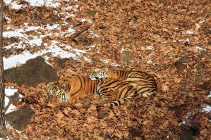 После мяса можно и вздремнуть))