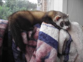 Какой-то слабенький хорь или наелся. Вот мое чудо.