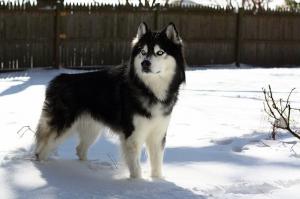 у меня хаски убивает всю живность, которая не успела убежать, белки, опосумы, птицы, собак и кошек не трогает, один раз только дрался с доберманом, все уши доберману разорвал