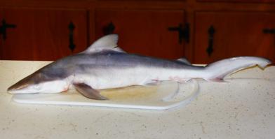 Сказочная рыбалка