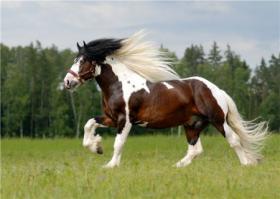 обычно цветовые мутации из-за близкородственного скрещивания.
у меня хомяки один раз учудили так, и нарожали деток, с расцветкой как у индейцев: